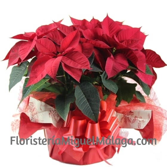 Composición flores de Navidad