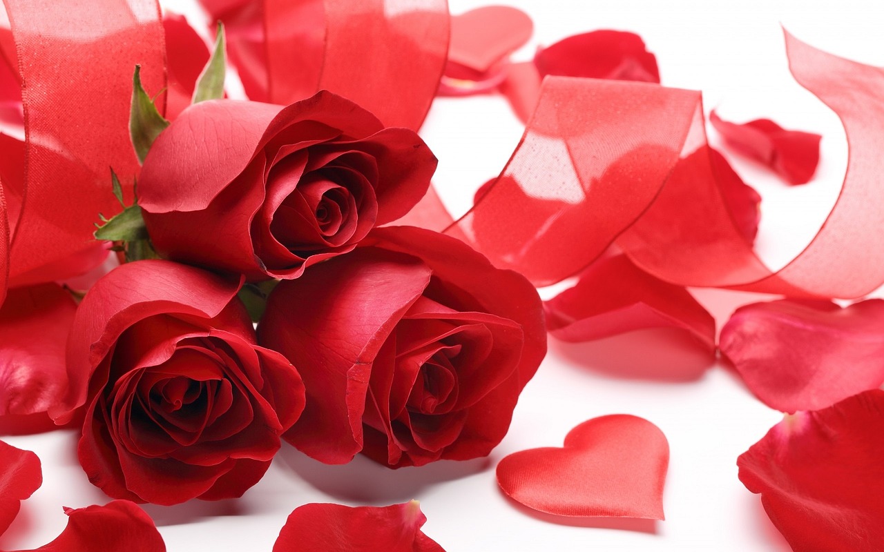 Rosas para san Valentín