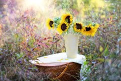 Planta Orquídea Blanca, Plantas de Decoración, Plantas para Regalar, Envíos Florales Urgentes, Floristería Online, Comprar Flores Online