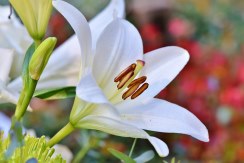 Centro Lágrima tonos Blancos, Enviar Flores Blancas al Tanatorio, Flores para Difuntos, Floristería en Málaga, Comprar Flores Online