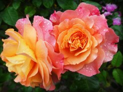 Ramo de 10 Rosas, Enviar Rosas Rojas a Domicilio, Ramos de Rosas, Ramos de Rosas para Regalo, Floristería Online