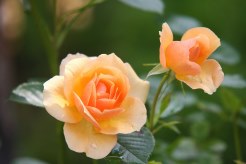 Ramo Flores Malta, Comprar Flores Online, Envios Florales Urgentes, Floristería Online, Ramos de Flores para Regalar, Flores Domicili