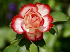 Ramo de 18 Rosas Tallo Corto, Rosas Rojas para San Valentín, Rosas Rojas para el Día de la Madre, Ramo de Regalo, Floristería Online