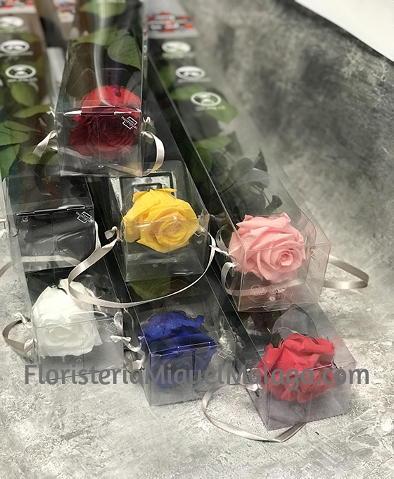 Rosas Preservadas de Colores | Floristeria Miguel | Rosas San Valentín