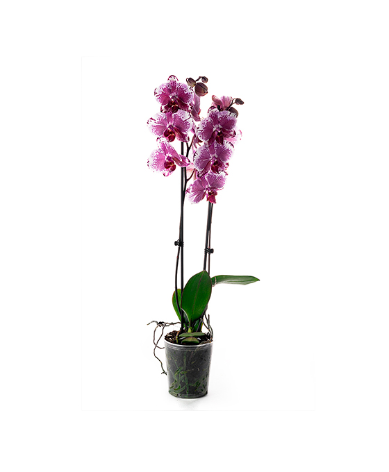 Orquídea Fucsia
