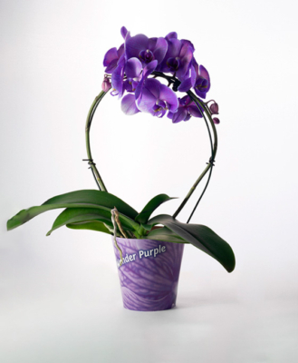 Orquídea para regalar