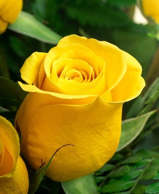 Rosa amarilla fresca