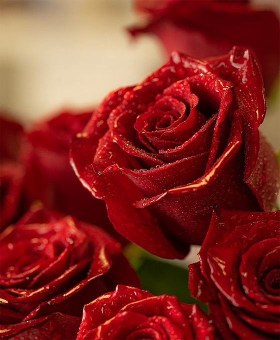 Rosas frescas San Valentín