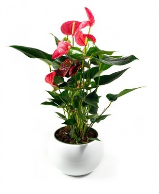 Anthurium rosa para regalar