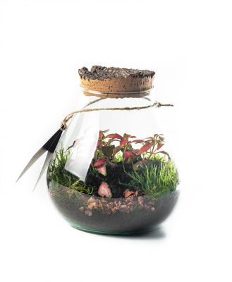 Terrario de cristal para regalar con envío en Málaga