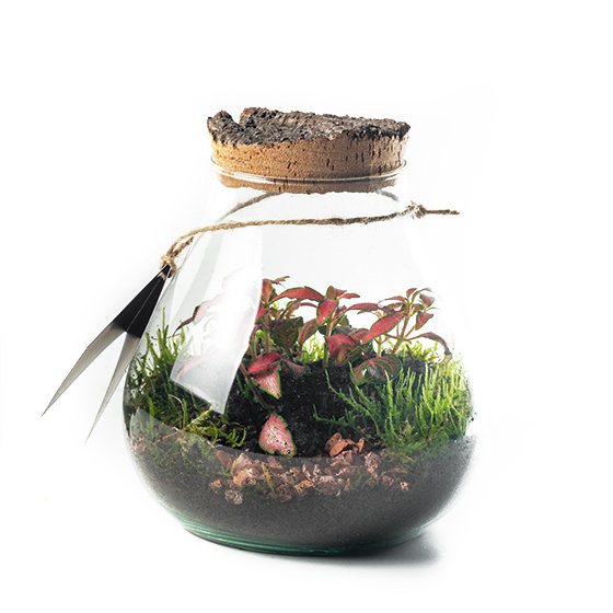 Terrario de cristal para regalar con envío en Málaga